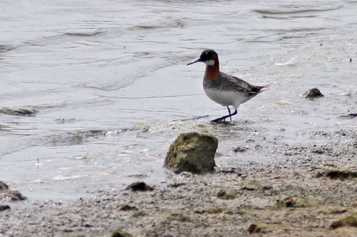 Red-necked Phalarope
