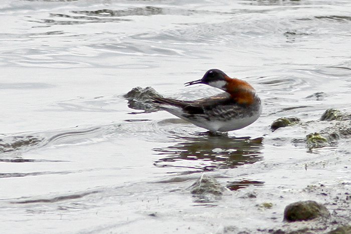 Red-necked Phalarope