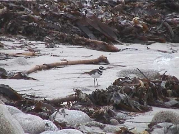 Killdeer