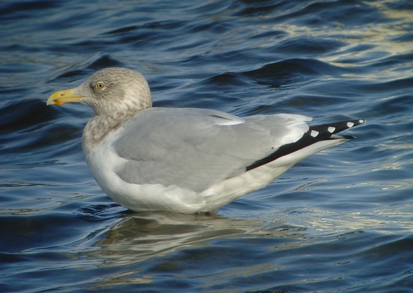 American Herring Gull