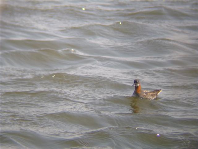 Red-necked Phalarope