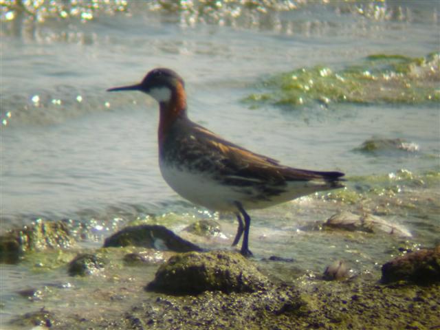 Red-necked Phalarope
