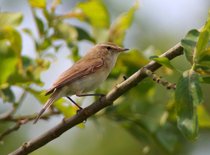 Chiffchaff