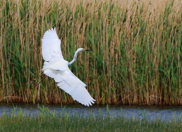 Great White Egret