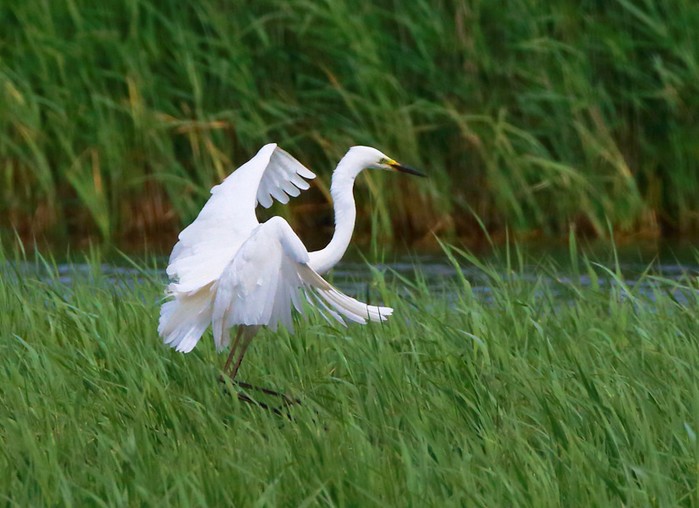 Great White Egret