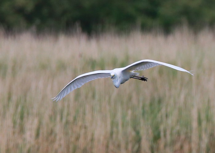 Great White Egret
