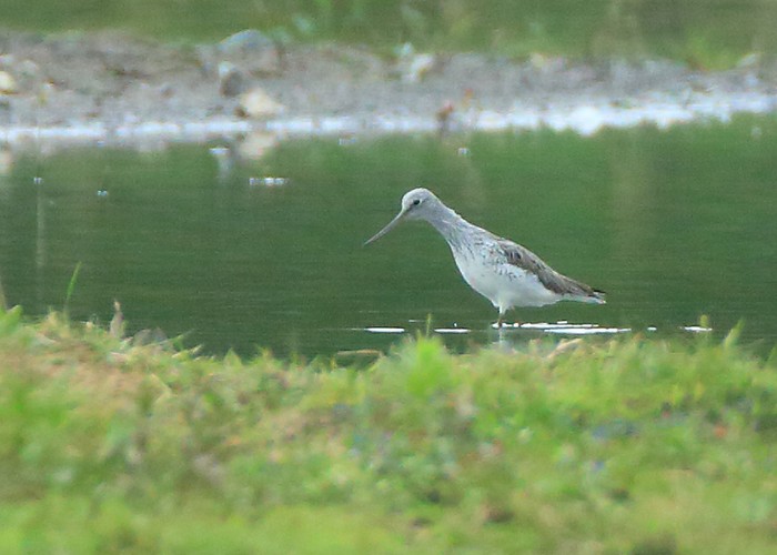 Greenshank