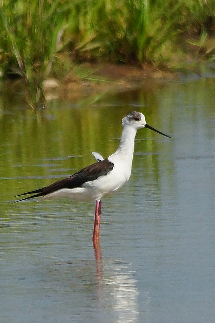 Black-winged Stilt