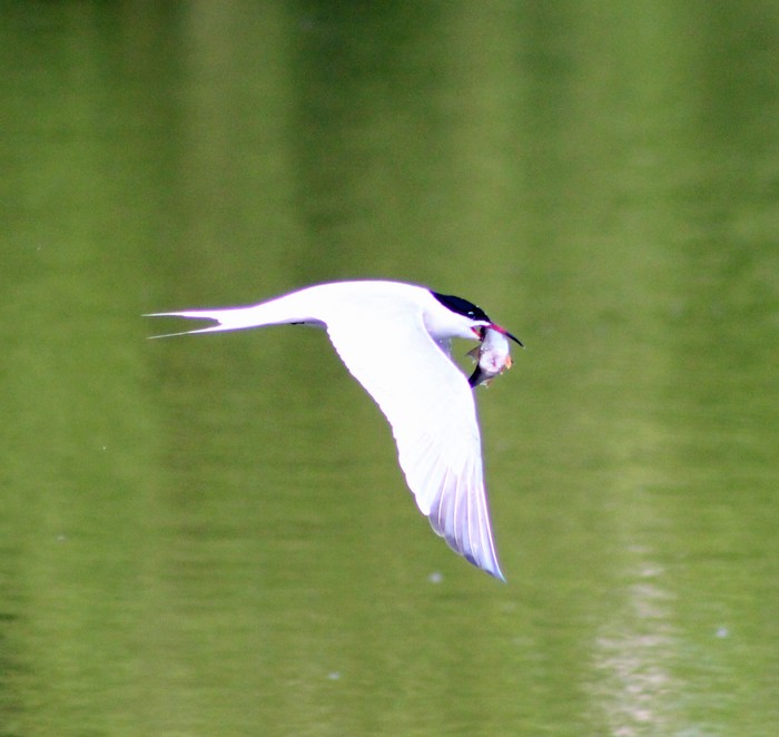 Common Tern