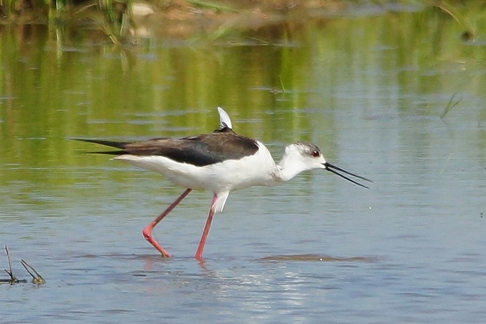 Black-winged Stilt