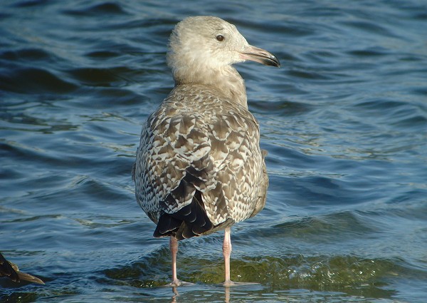 American Herring Gull