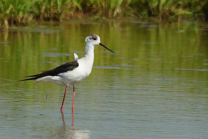 Black-winged Stilt