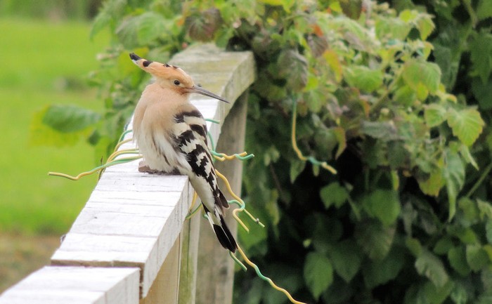Hoopoe