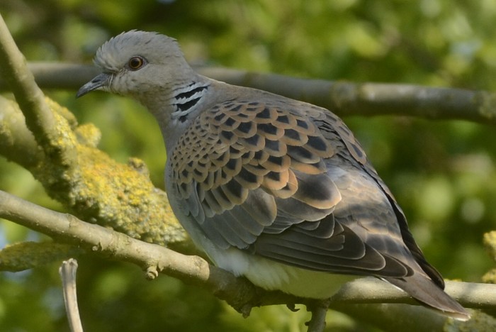 Turtle Dove