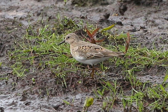 Temminck's Stint