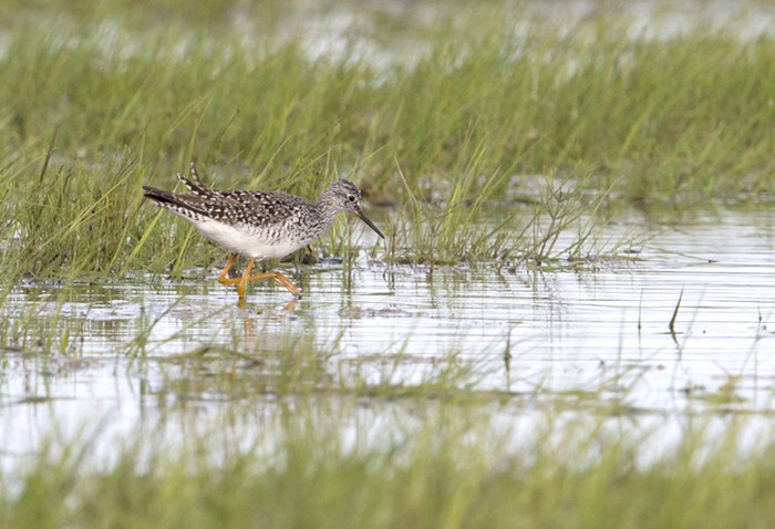 Lesser Yellowlegs
