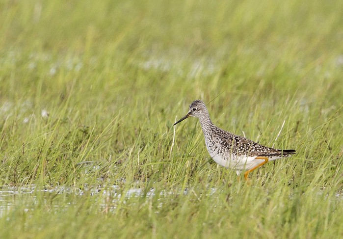 Lesser Yellowlegs
