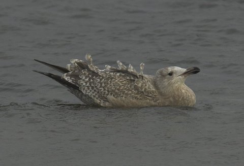 American Herring Gull