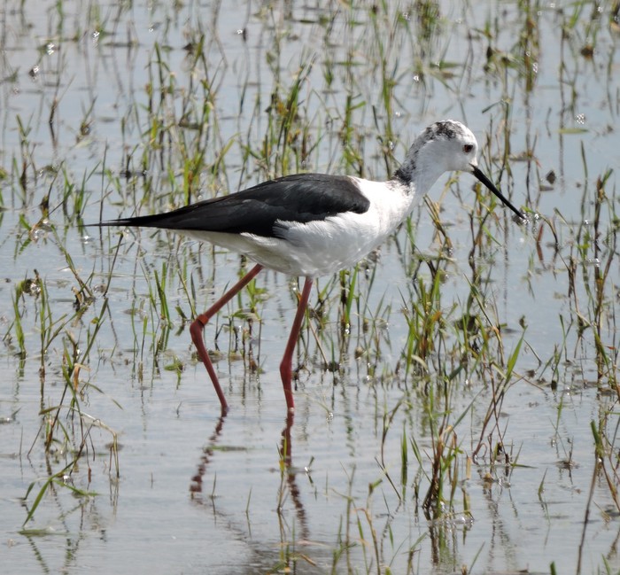 Black-winged Stilt