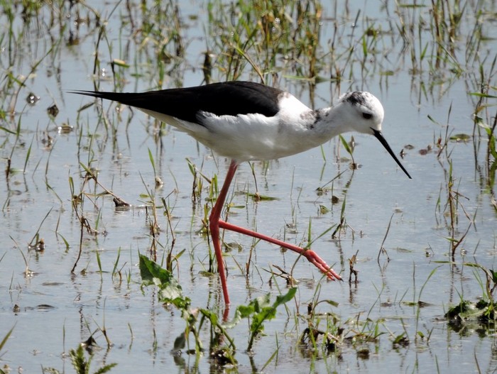 Black-winged Stilt