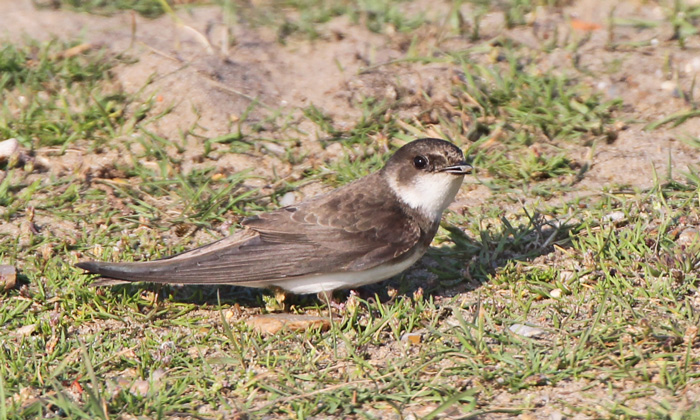 Sand Martin