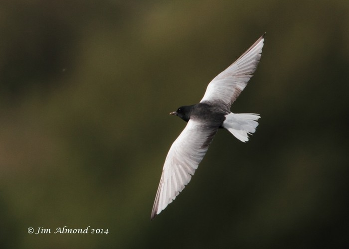 White-winged Black Tern