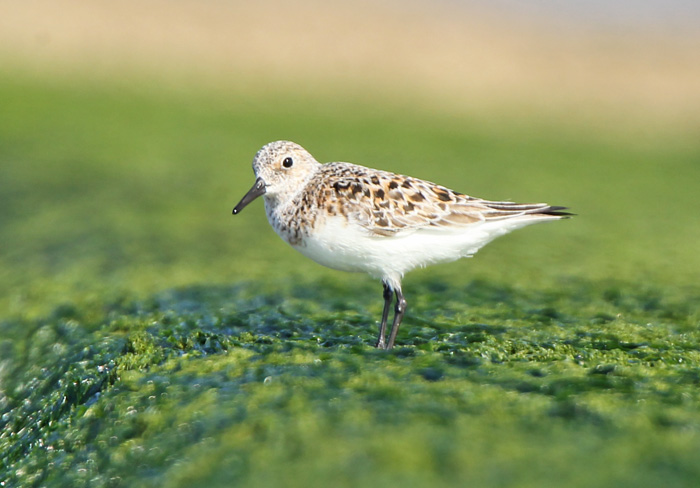 Sanderling
