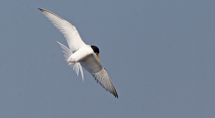 Little Tern