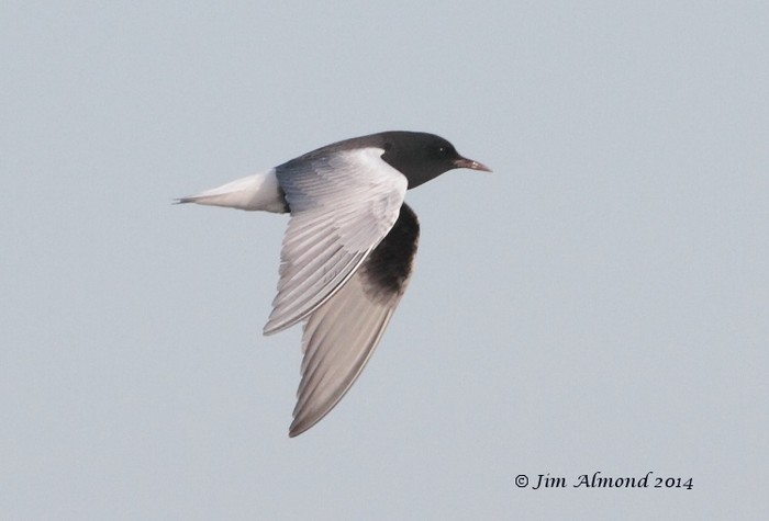 White-winged Black Tern