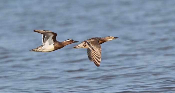 Garganey