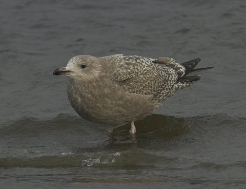 American Herring Gull