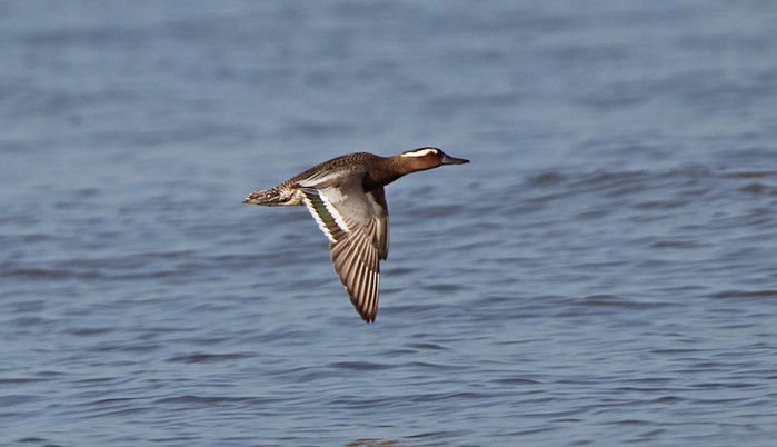 Garganey
