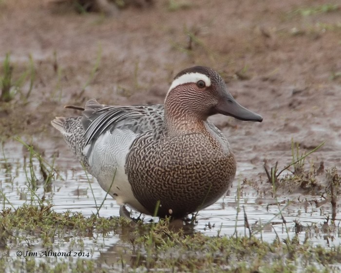 Garganey