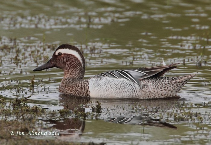 Garganey