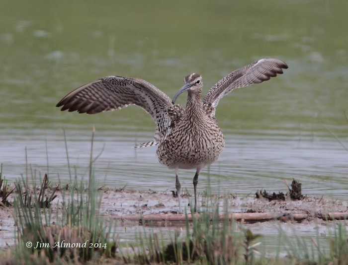 Whimbrel