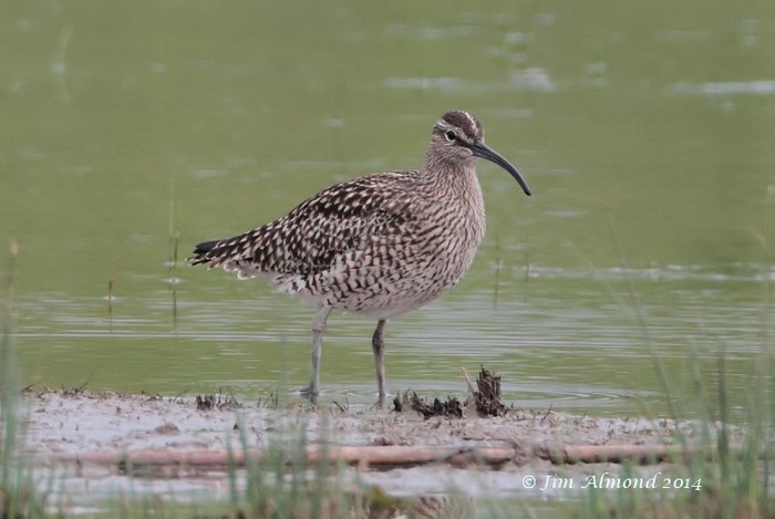Whimbrel
