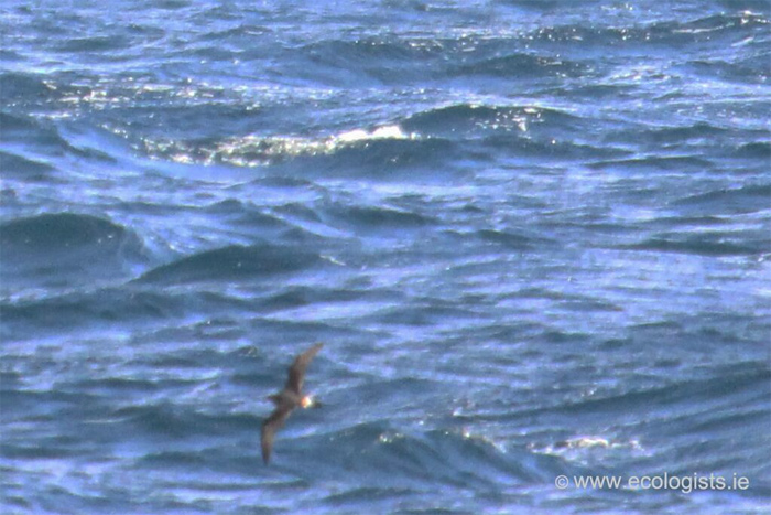 Bermuda Petrel
