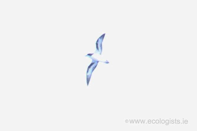 Bermuda Petrel