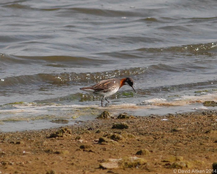 Red-necked Phalarope
