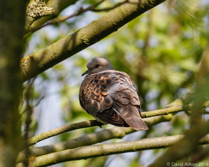 Turtle Dove