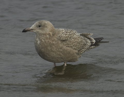 American Herring Gull