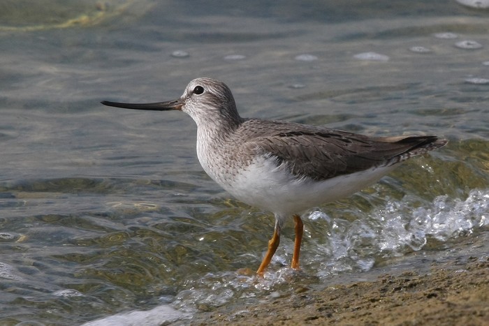 Terek Sandpiper