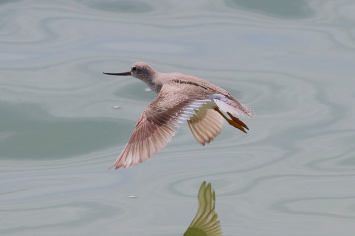 Terek Sandpiper