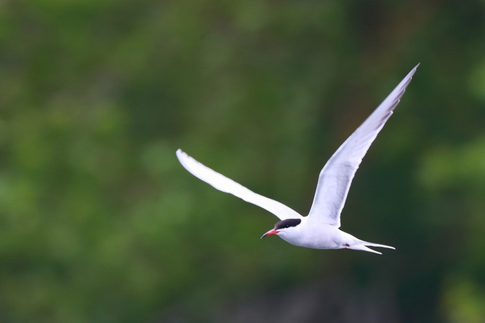 Common Tern