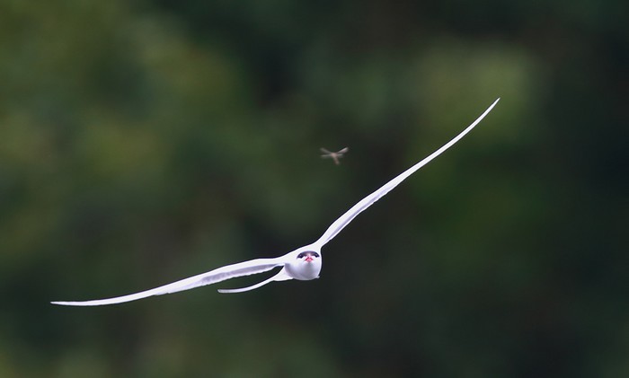 Common Tern