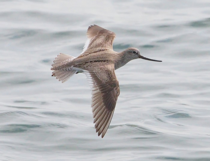 Terek Sandpiper