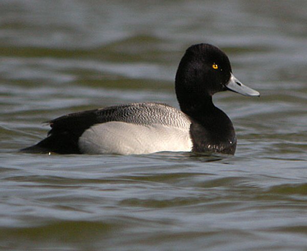Lesser Scaup