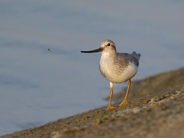 Terek Sandpiper