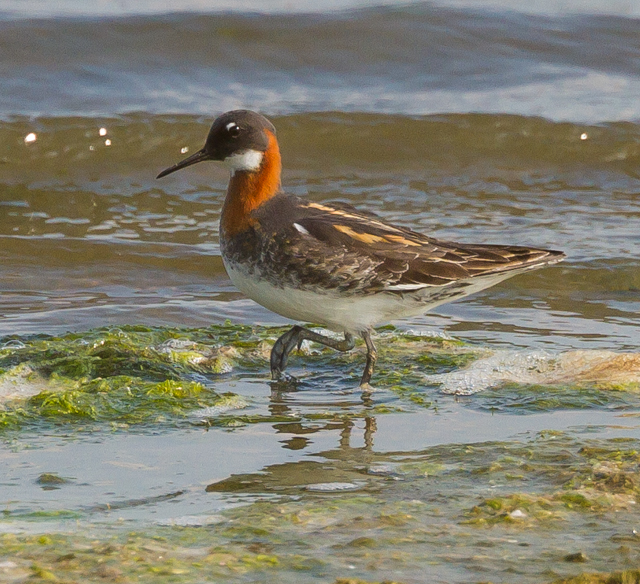 Red-necked Phalarope