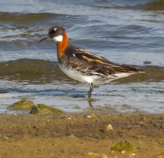 Red-necked Phalarope